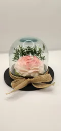 Rosa Peonia En Cubierta De Vidrio