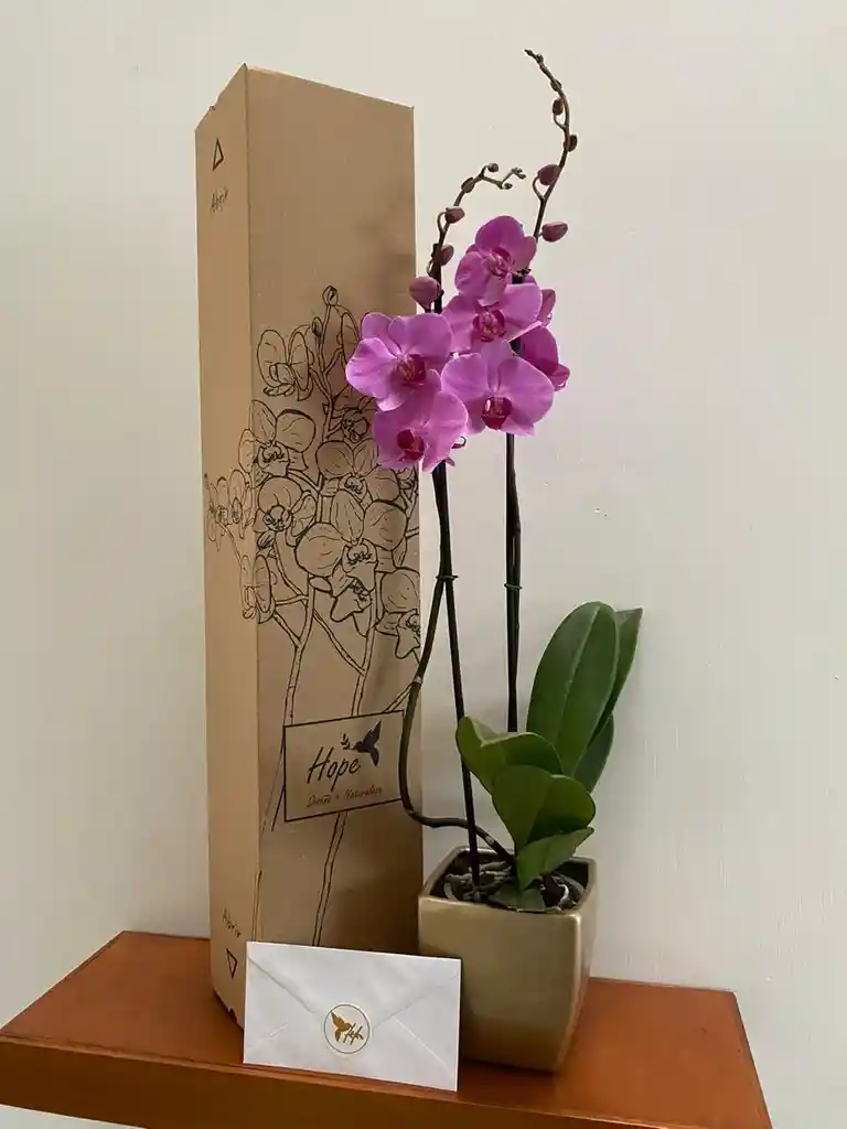 Orquídea Lujo De Regalo