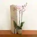 Orquídea Lujo De Regalo