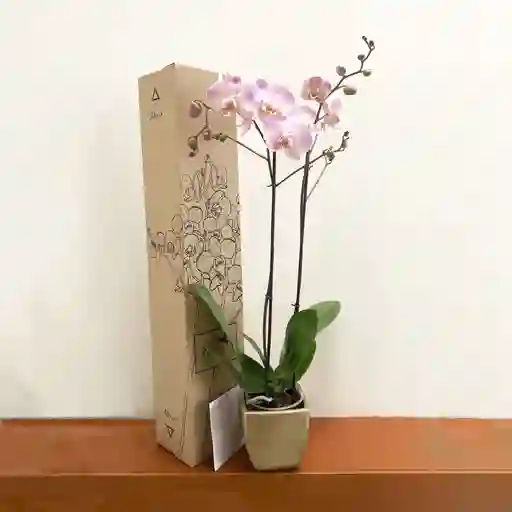 Orquídea Lujo De Regalo