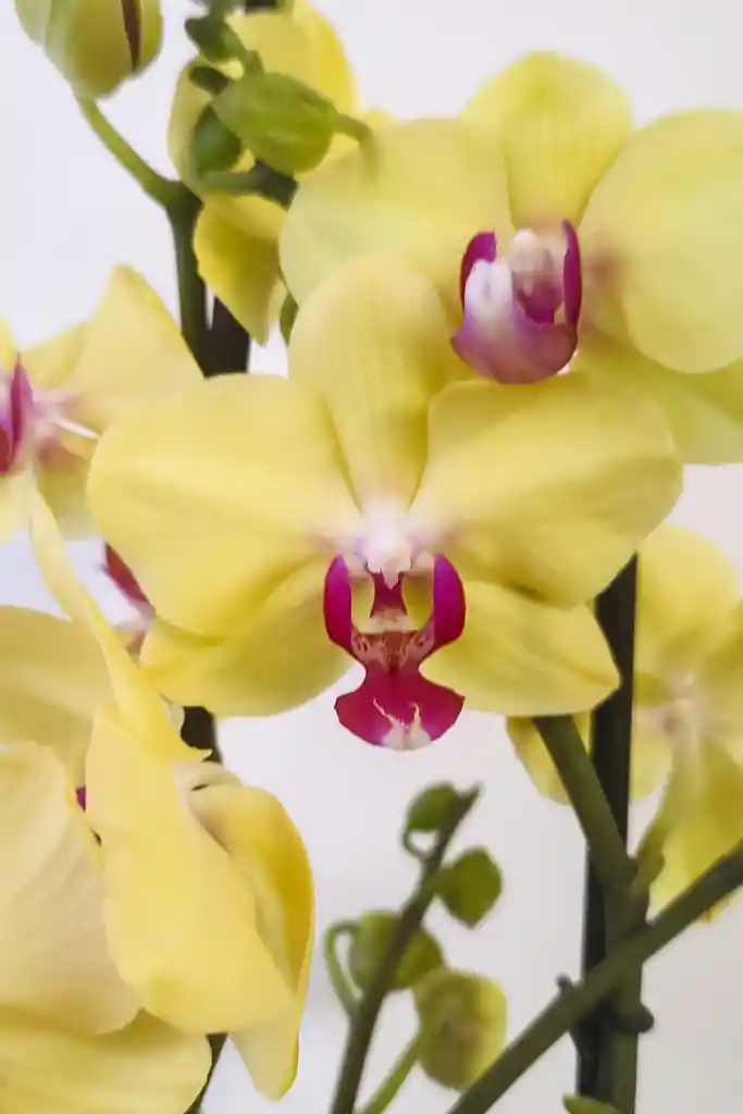 Orquídea Del Cultivador