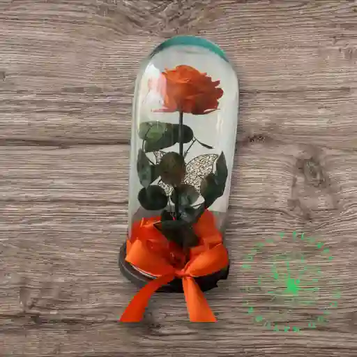 Rosa Preservada Naranja San Valentin