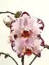 Orquídeas 2 Varas Variegadas Morado Y Blanco