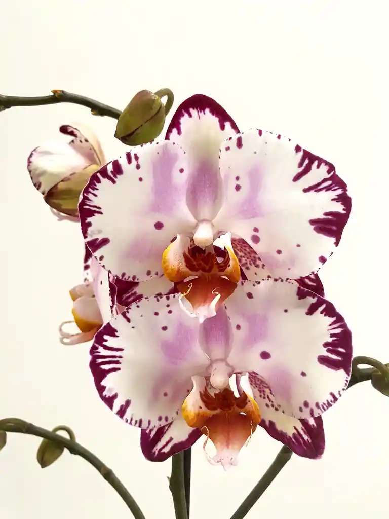 Orquídeas 2 Varas Variegadas Morado Y Blanco