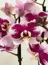 Orquídeas 2 Varas Variegadas Morado Y Blanco