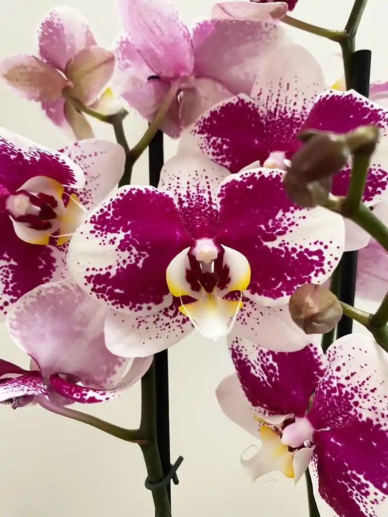 Orquídeas 2 Varas Variegadas Morado Y Blanco