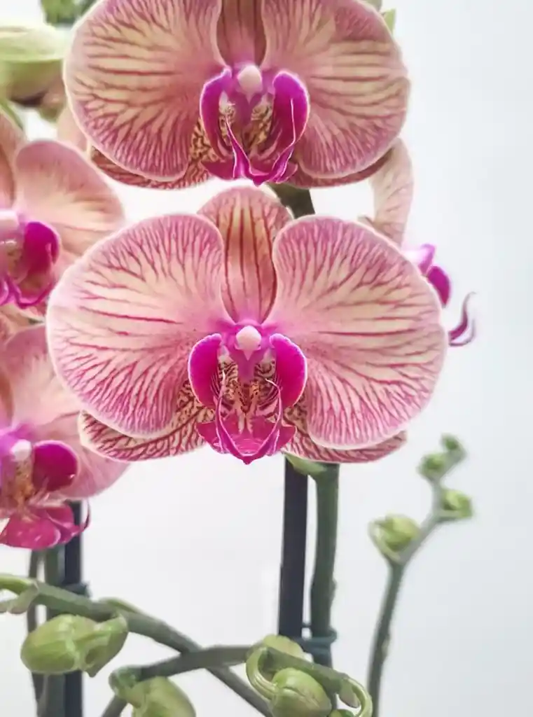 Orquídeas Naranjas 2 Varas