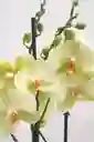 Orquídea De 2 Varas Amarillas