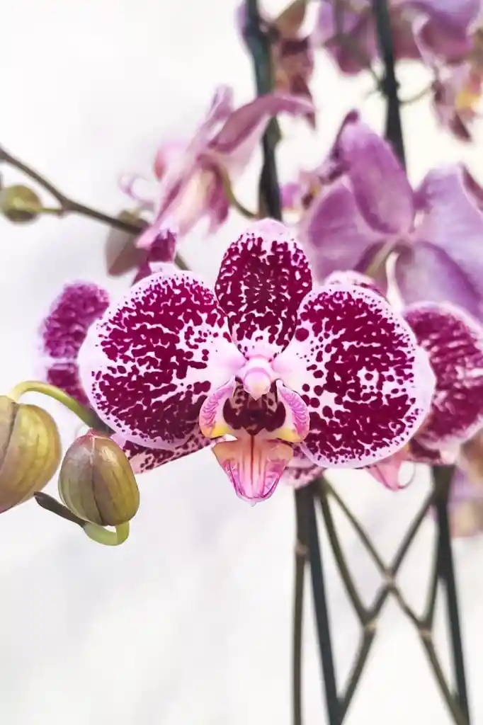 Orquídeas De 2 Varas Moradas