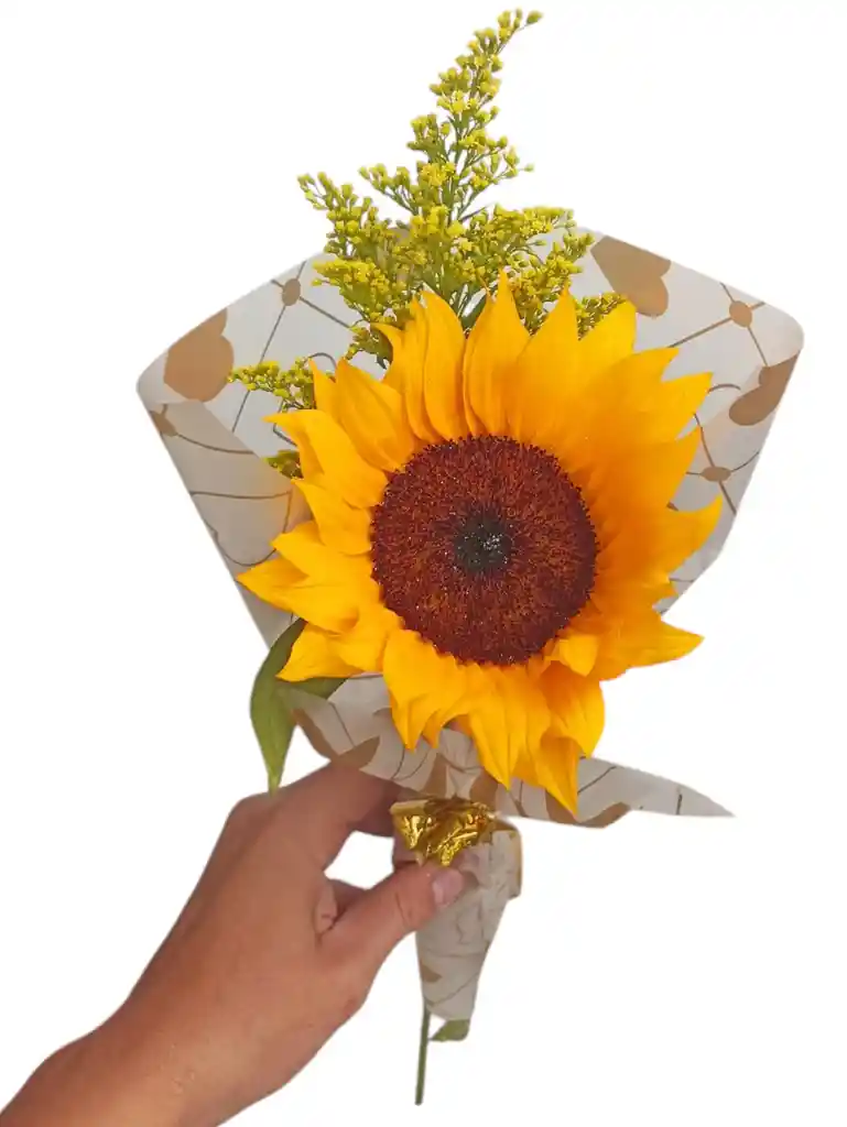 Girasol