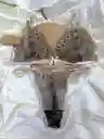 Conjunto Básico Bordado
