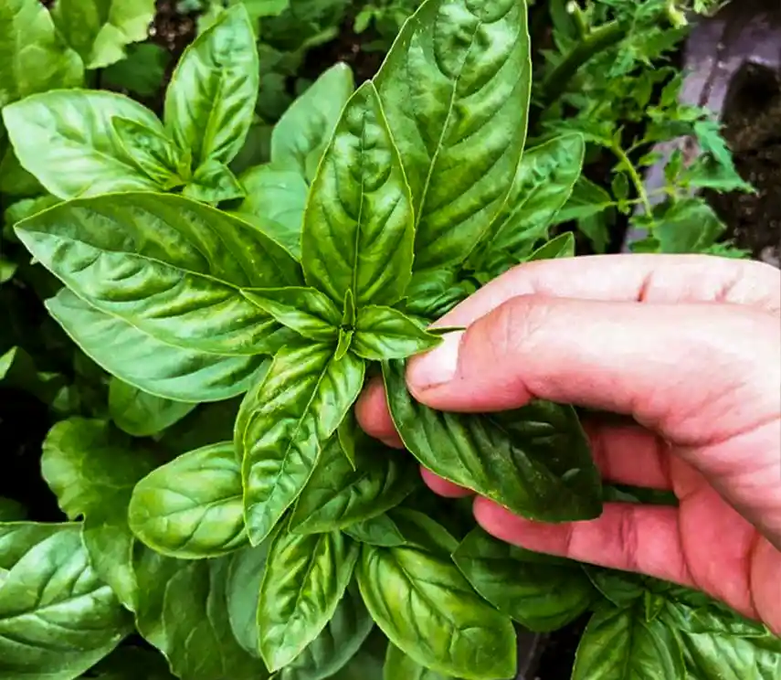 Albahaca Genovesa (albahacón)