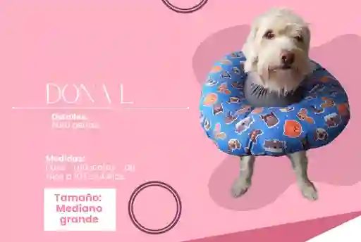 Collar Isabelino Dona L 10 A 14 Kg