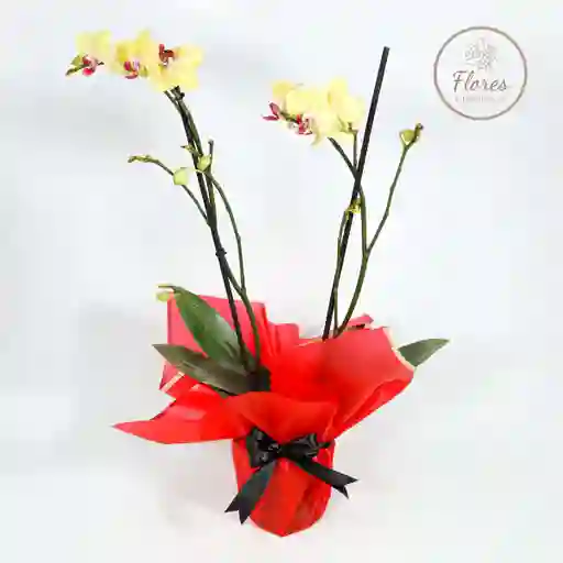 Orquidea Amarilla