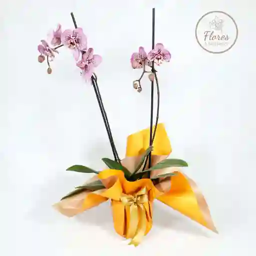 Orquidea Fuscia
