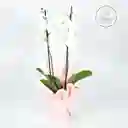 Orquidea Blanca