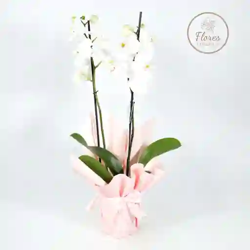 Orquidea Blanca