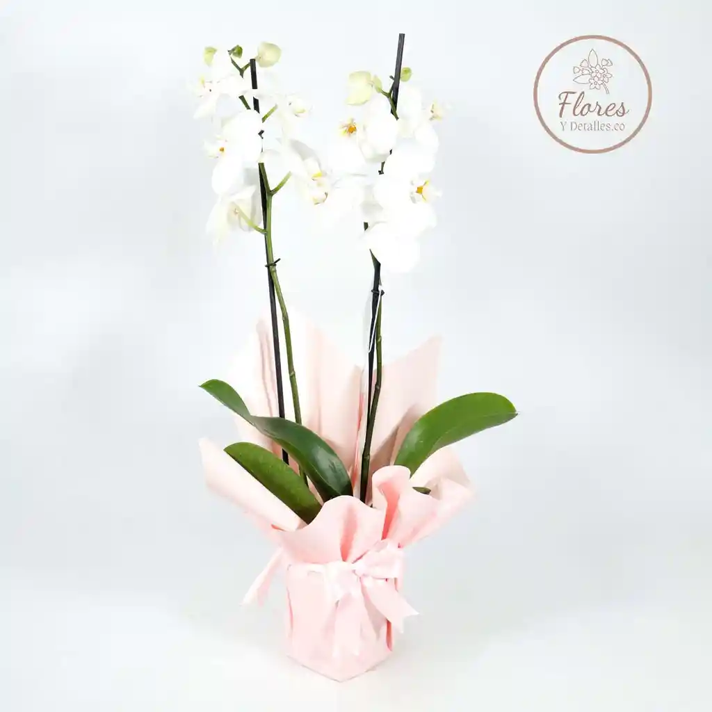 Orquidea Blanca