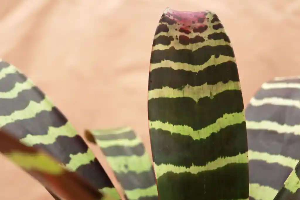 Vriesea Splentriet