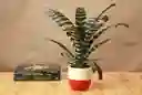 Vriesea Splentriet