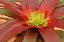 Guzmania Mia