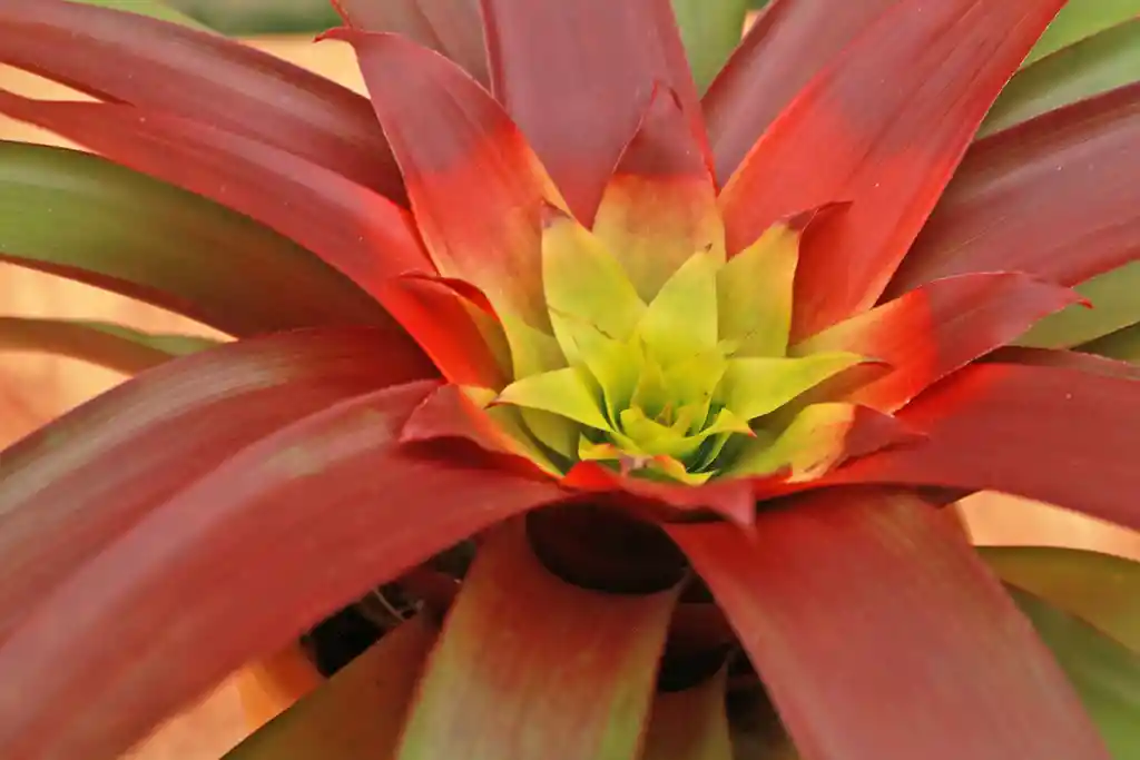 Guzmania Mia