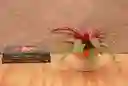 Guzmania Mia