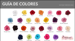Rosas Preservadas Petalovers