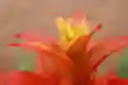 Guzmania Jazz