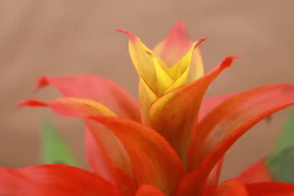 Guzmania Jazz