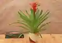 Guzmania Jazz