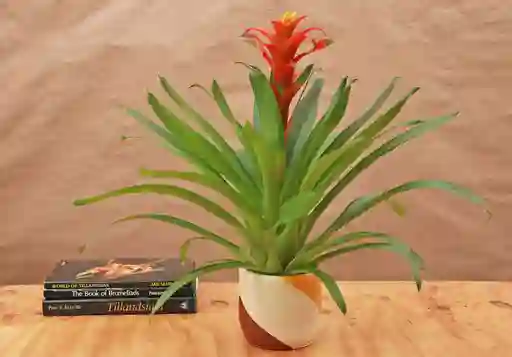 Guzmania Jazz