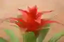 Guzmania Ostara
