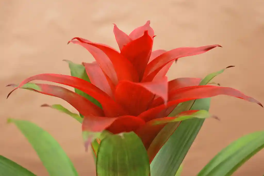 Guzmania Ostara