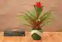 Guzmania Ostara