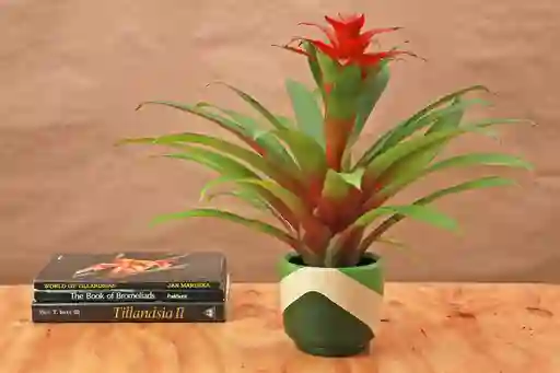 Guzmania Ostara