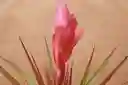 Tillandsia Antonio