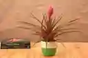 Tillandsia Antonio