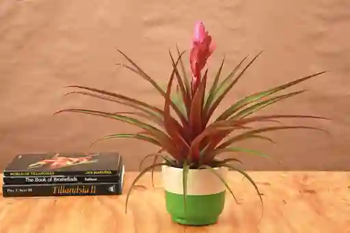 Tillandsia Antonio