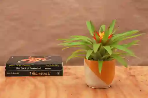 Guzmania Flava