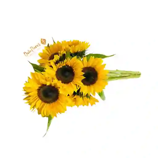 Girasoles X6