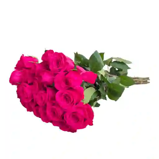 Docena De Rosas Fucsias