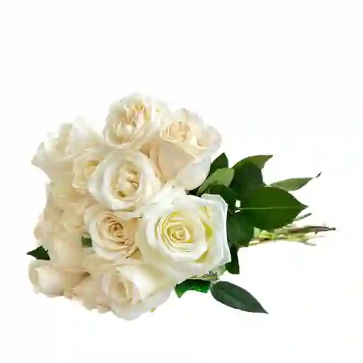 Rosas Blancas