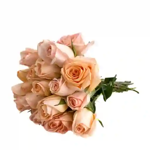 Docena De Rosas Salmon