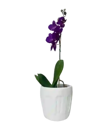 Orquídea Mini Iris