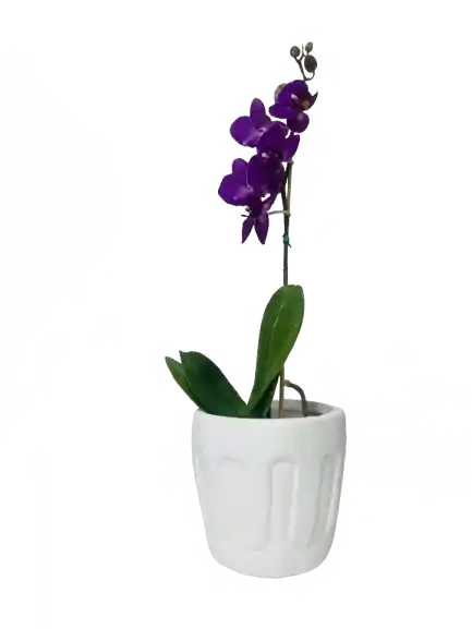 Orquídea Mini Iris