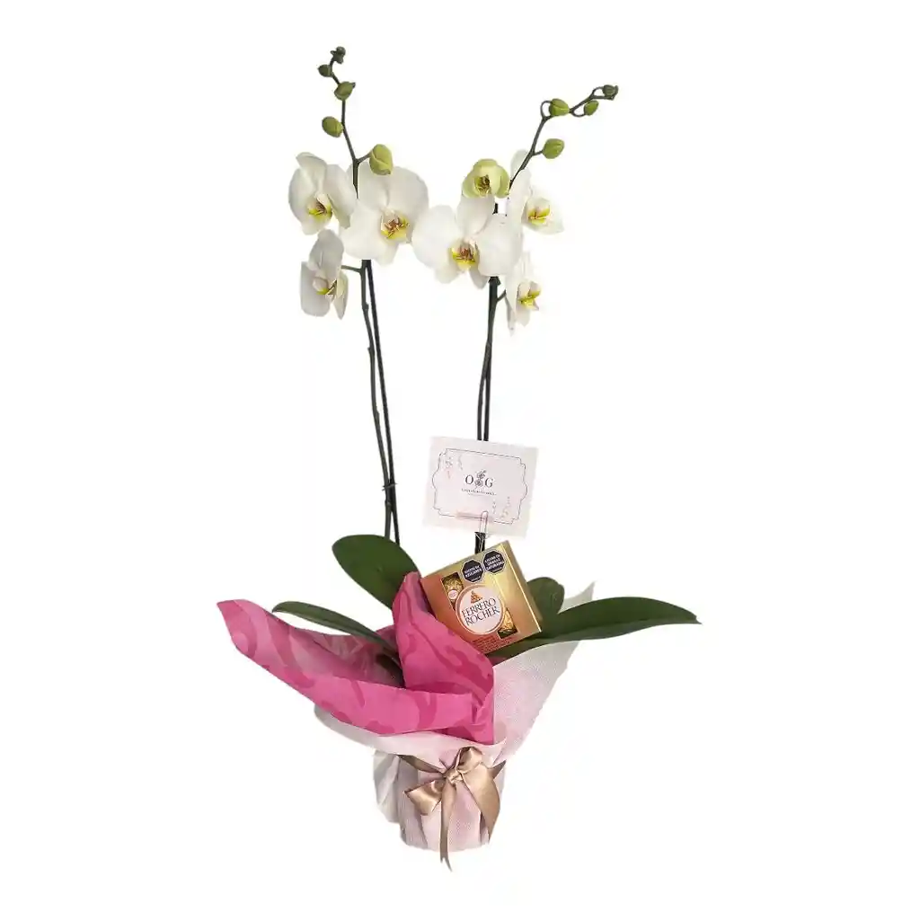 Orquideas Blancas Y Chocolates Edicion Dia De La Mujer