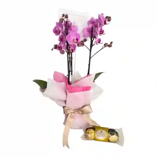 Orquideas Medianas Y Chocolates X3 Edicion Dia De La Mujer