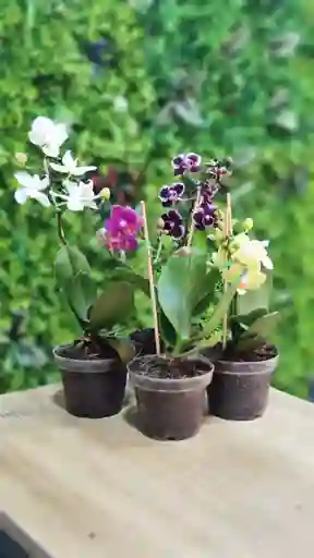 Orquideas Mini X 4