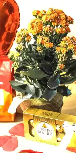Kit Floral Dulce - Detalle Con Amor Para Regalo En Fecha Especial, San Valentín, Cumpleaños, Aniversario, Condolencias, Graduación, Felicitaciones Y Agradecimiento.